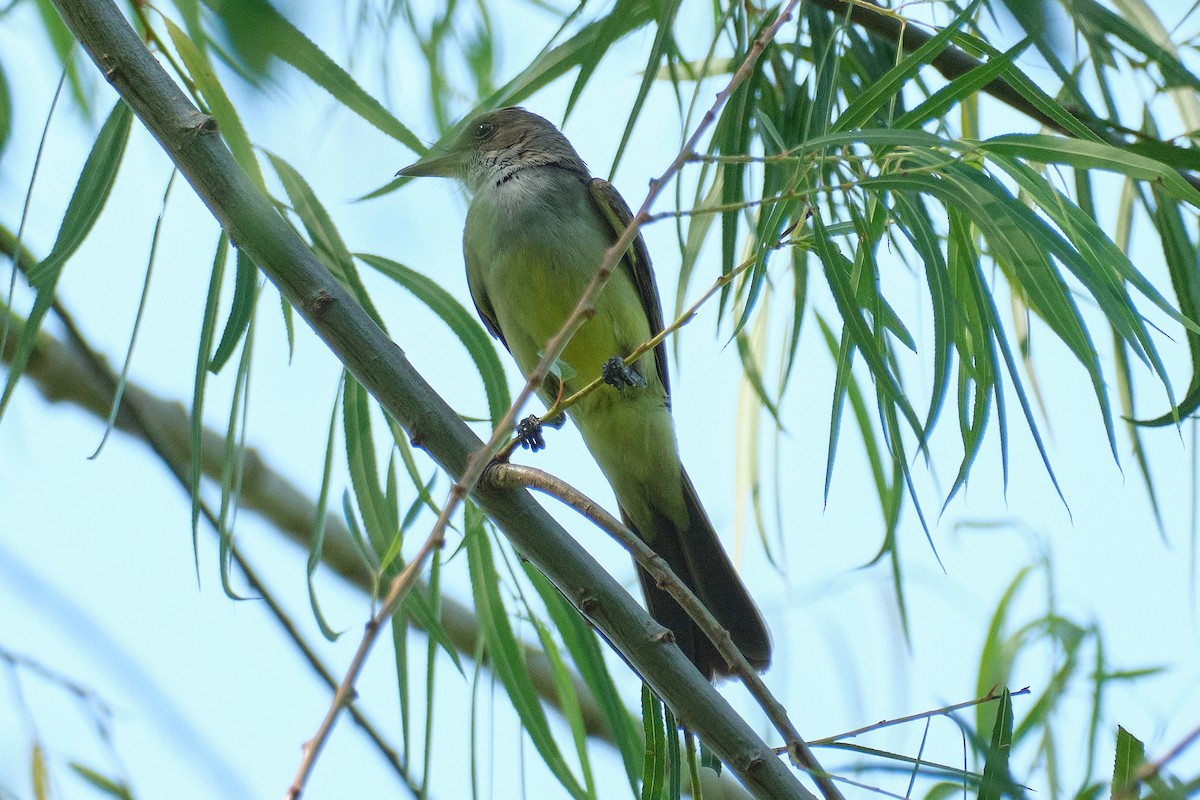 Swainson's Flycatcher - ML647903891