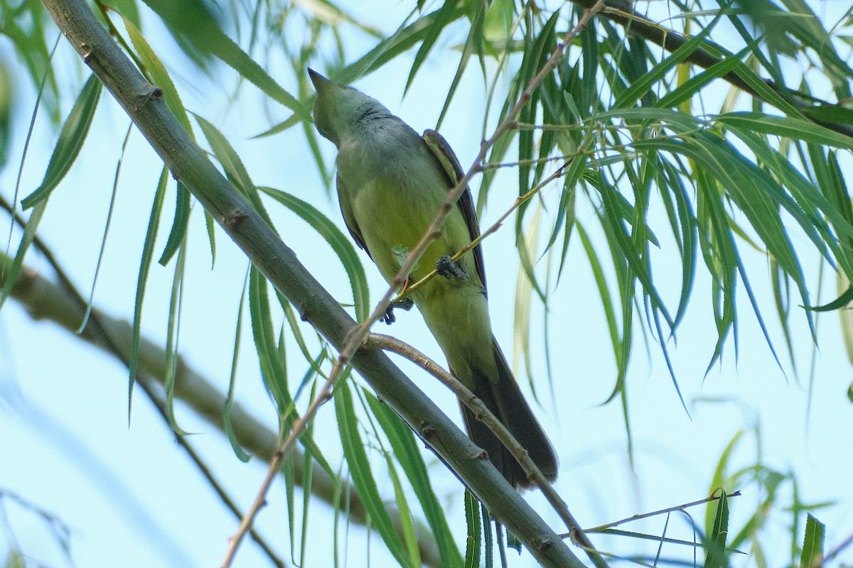 Swainson's Flycatcher - ML647903892