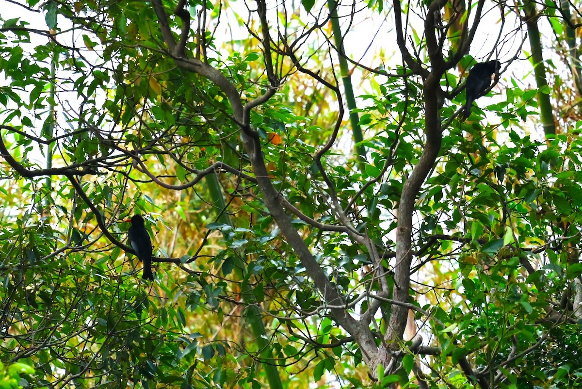 紅嘴黑鵯 - ML647903894