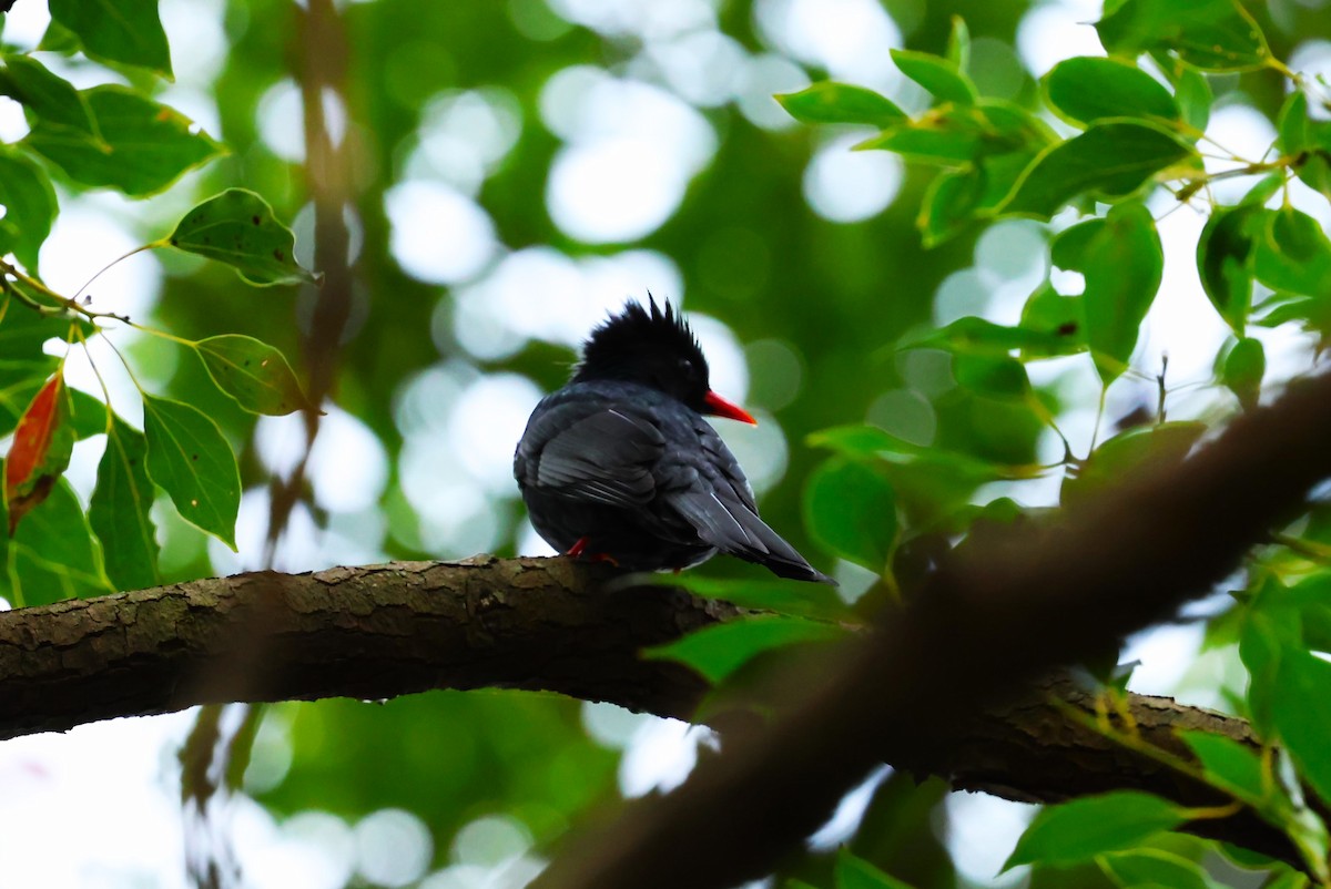 紅嘴黑鵯 - ML647903895