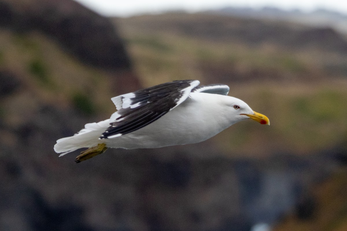 Kelp Gull - ML647903897