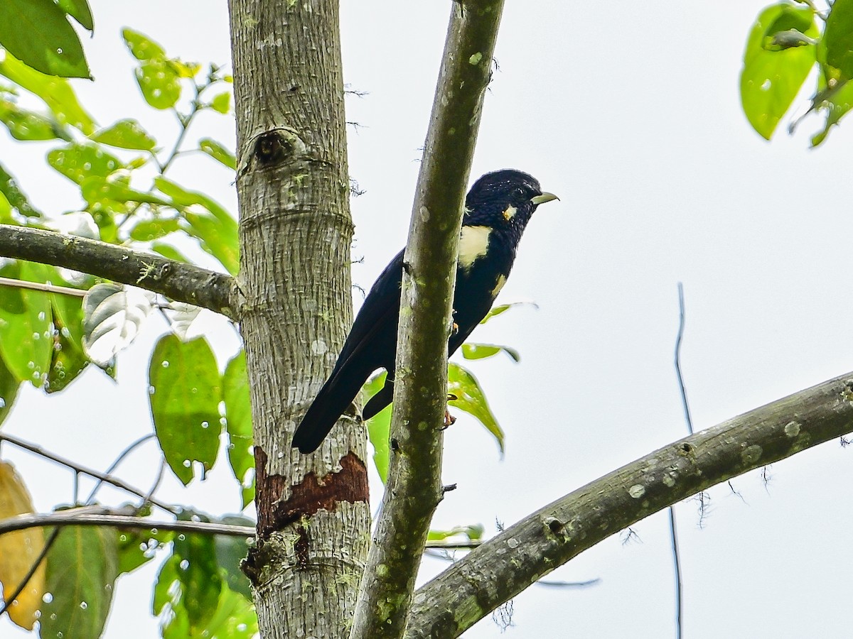 Sulawesi Myna - ML647903898