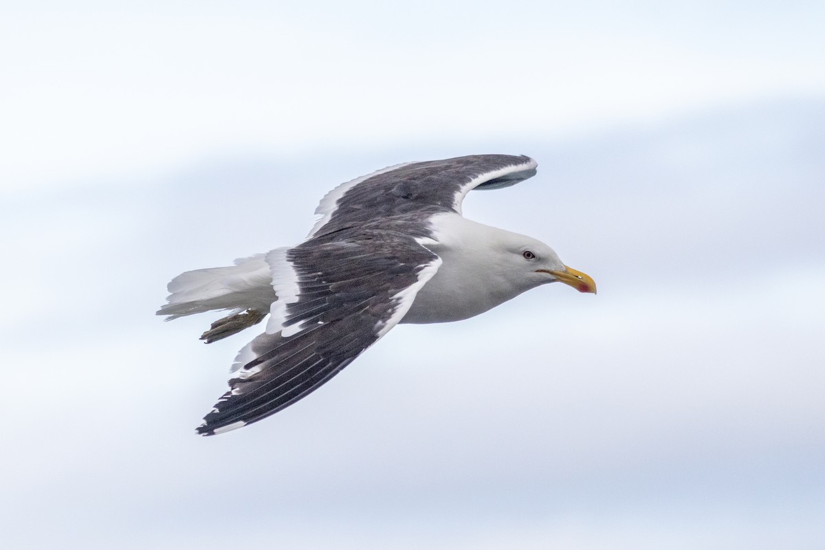 Kelp Gull - ML647903899