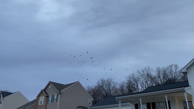 ヒメコンドル - ML647903902