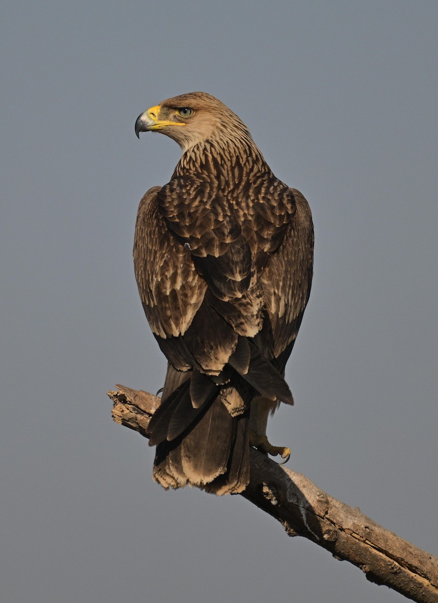 白肩鵰 - ML647903903