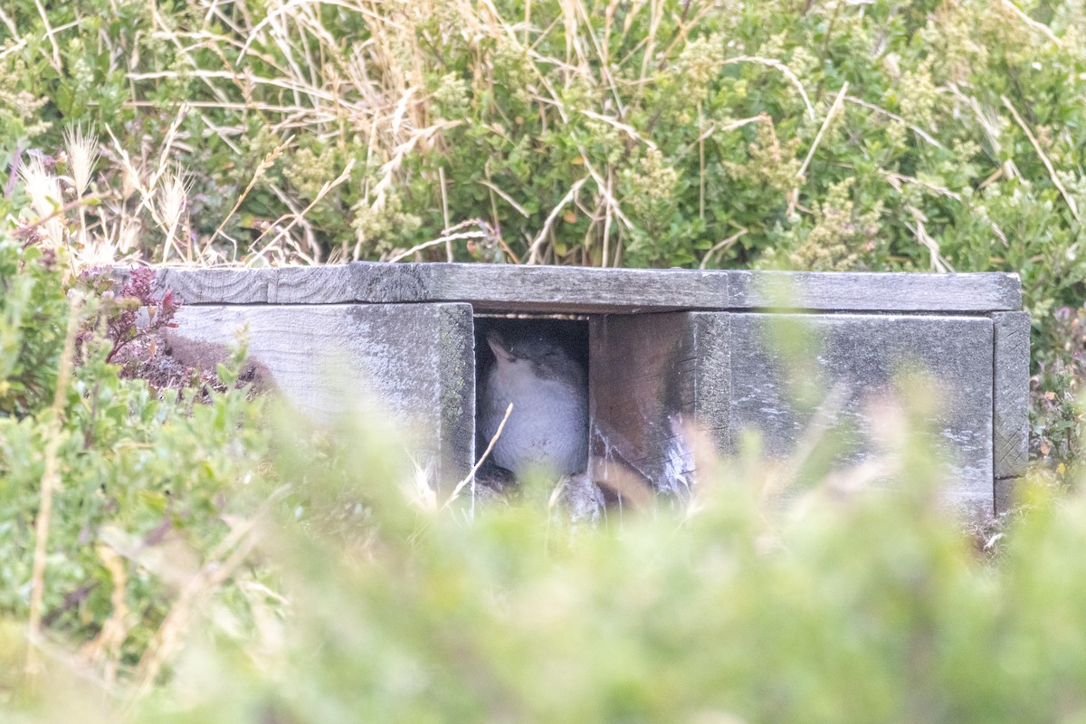 Little Penguin - ML647903905