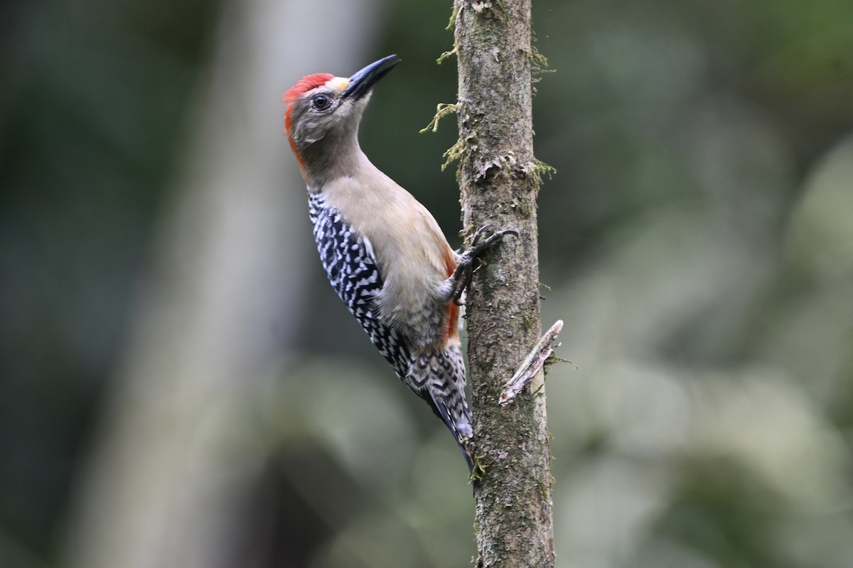 Red-crowned Woodpecker - ML647903906