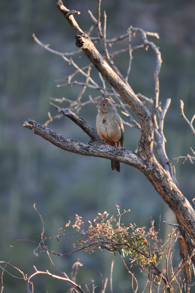 Canyon Towhee - ML647903907