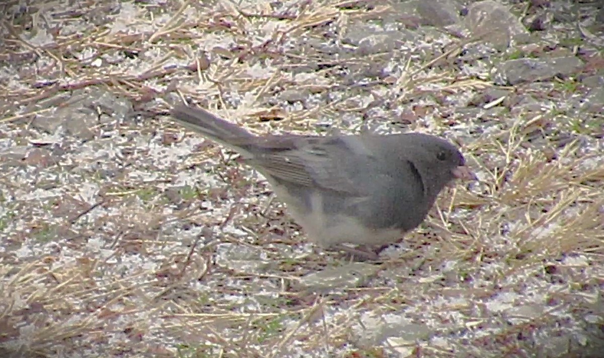 Dark-eyed Junco (Slate-colored) - ML647903908