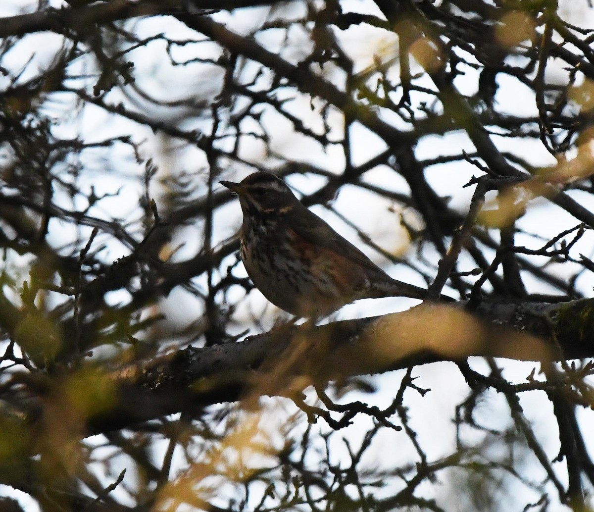 Redwing (Eurasian) - ML647903909