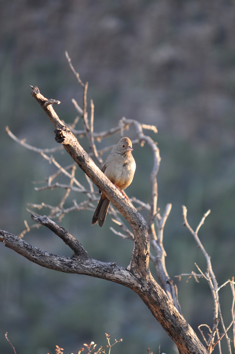 Canyon Towhee - ML647903910