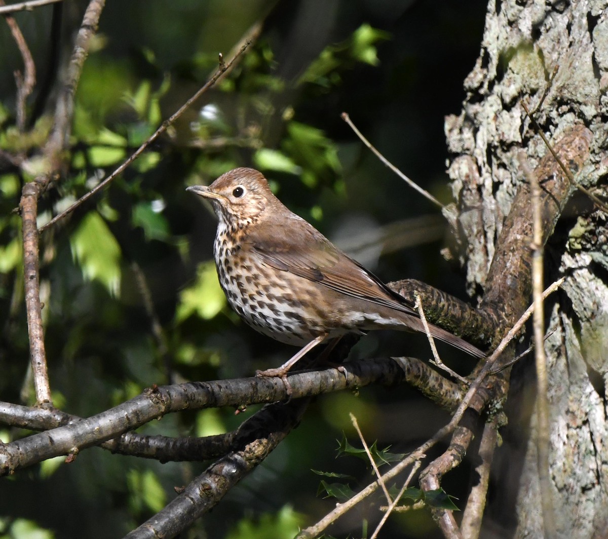 Song Thrush - ML647903913