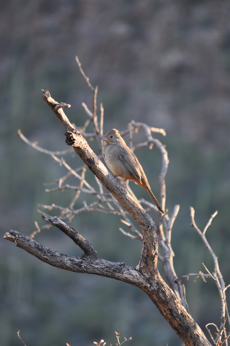 Canyon Towhee - ML647903916