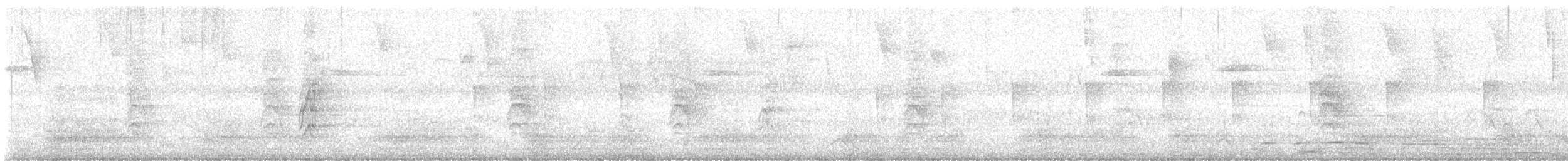 thamnophilidé sp. (batara sp.) - ML647903921