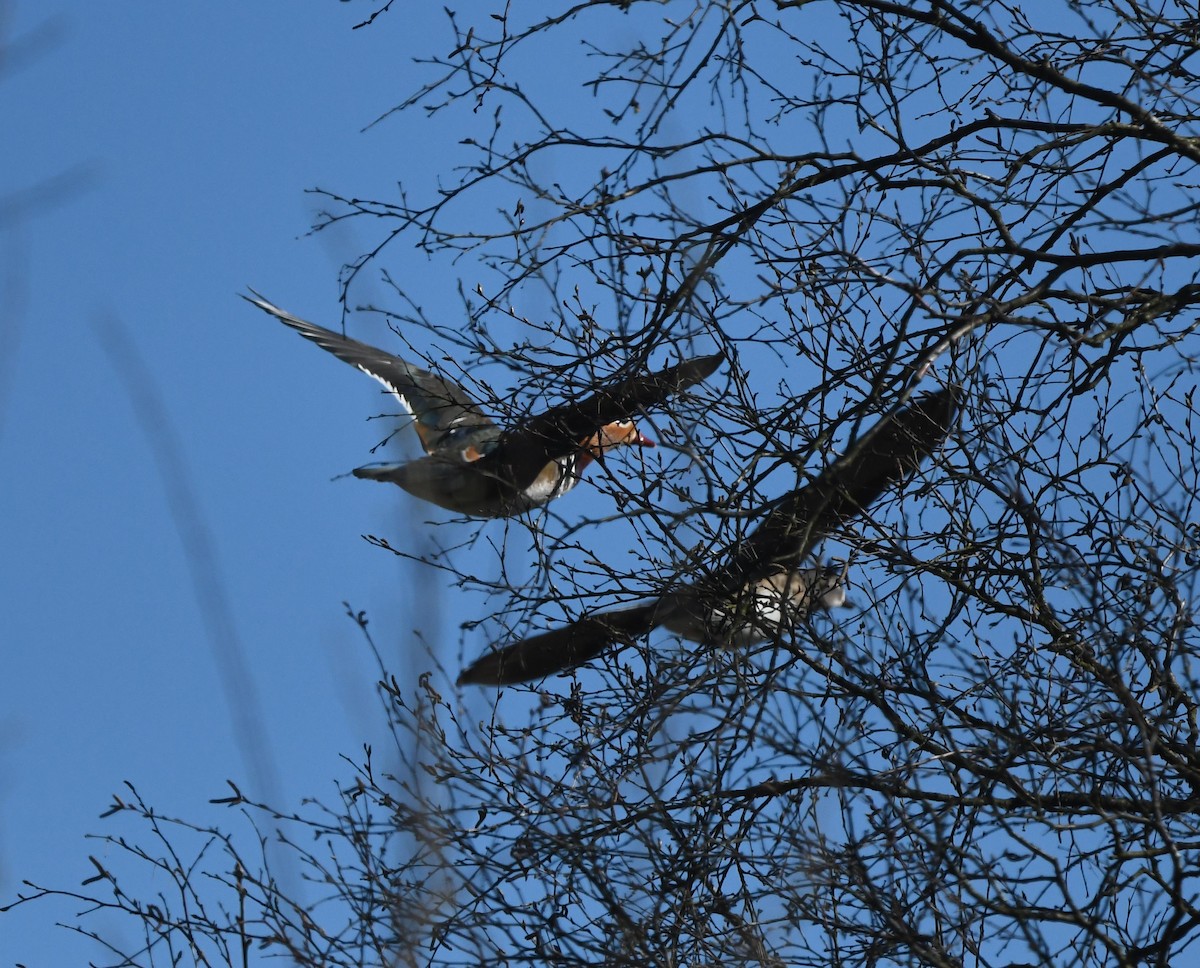 Мандаринка - ML647903928