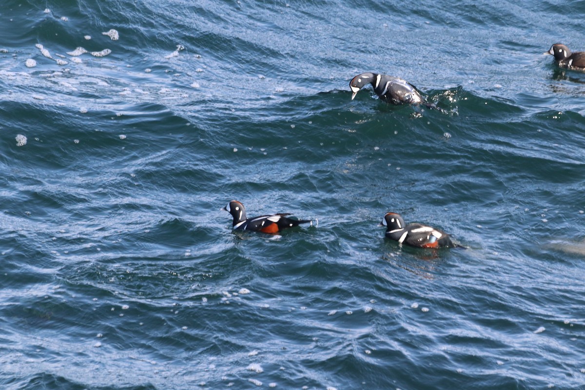 Ahate arlekina - ML647903990