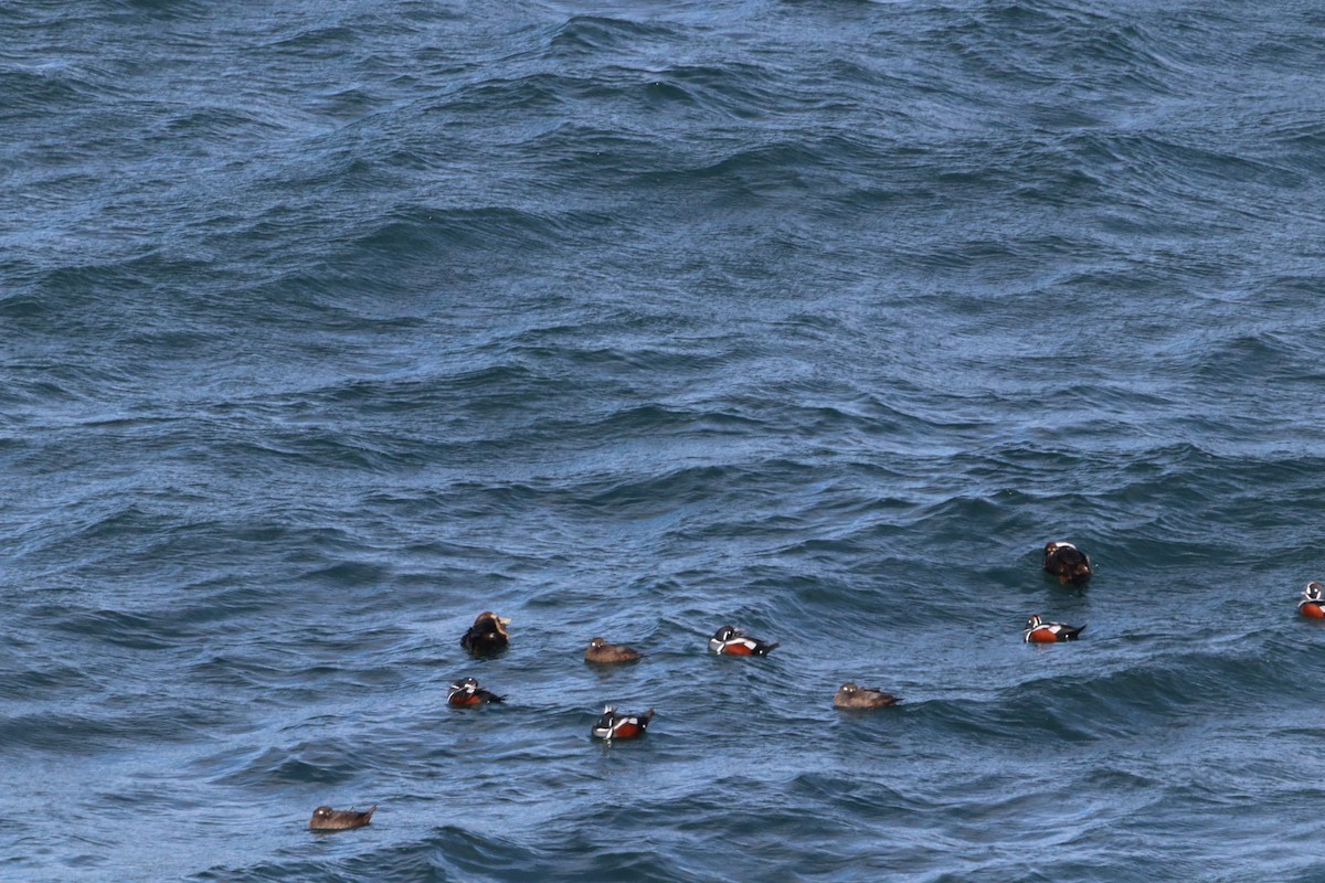 Ahate arlekina - ML647903991