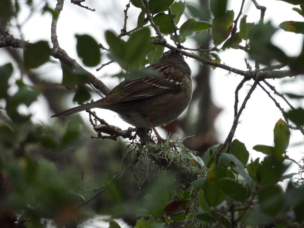 strnadec bělopásý - ML647904046