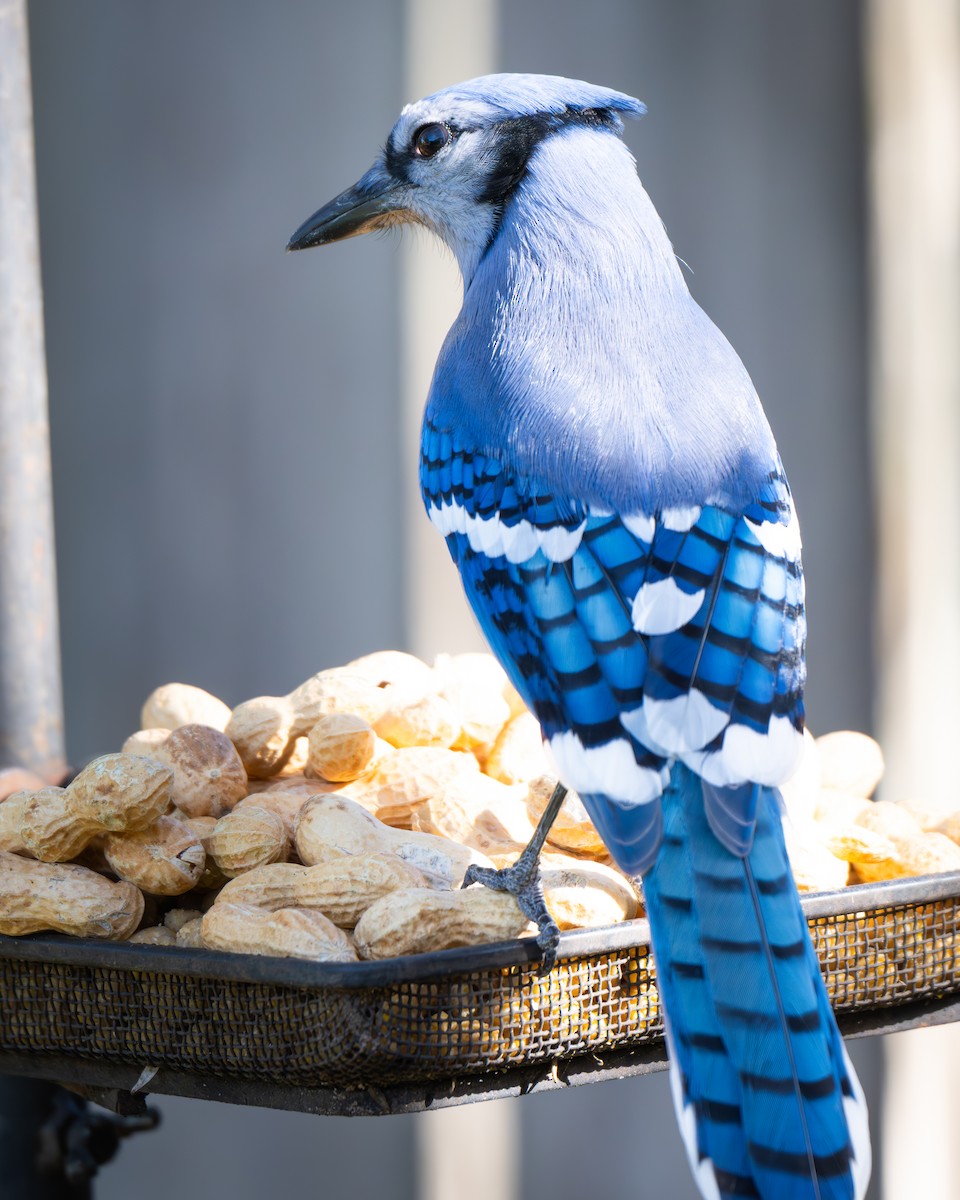Blue Jay - ML647904069