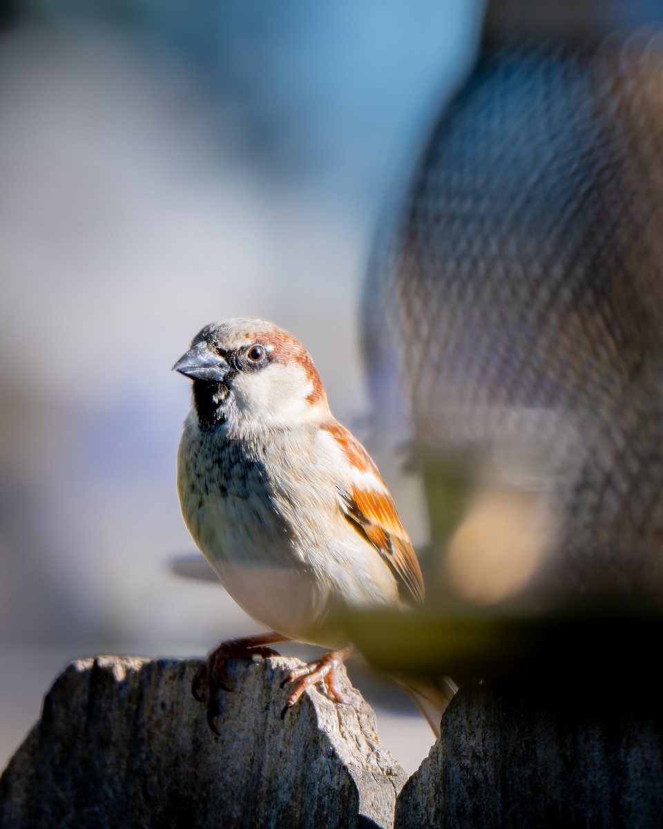 House Sparrow - ML647904081