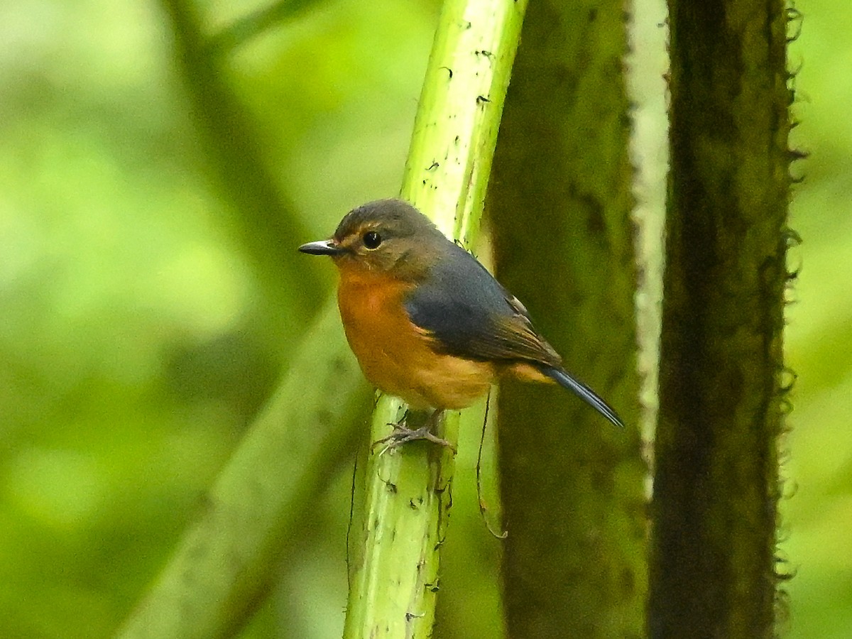 Сулавесская нильтава [группа omissus] - ML647904119
