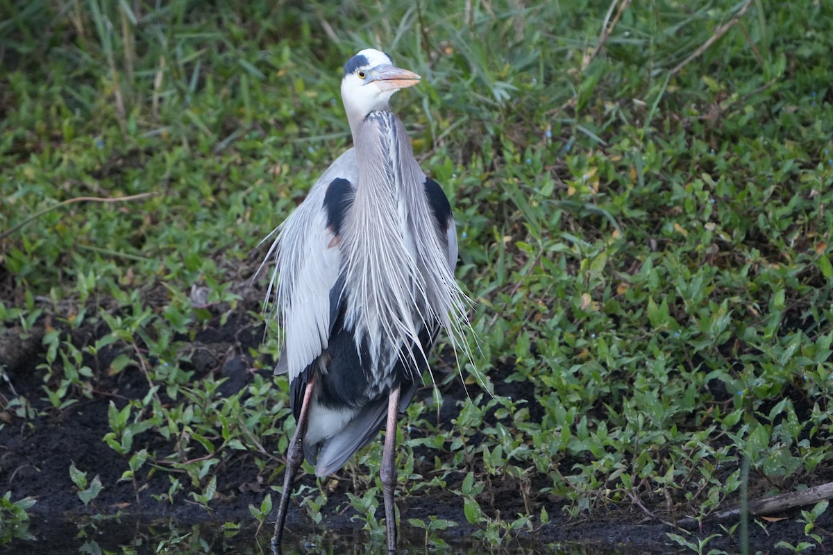 Great Blue Heron - ML647904147
