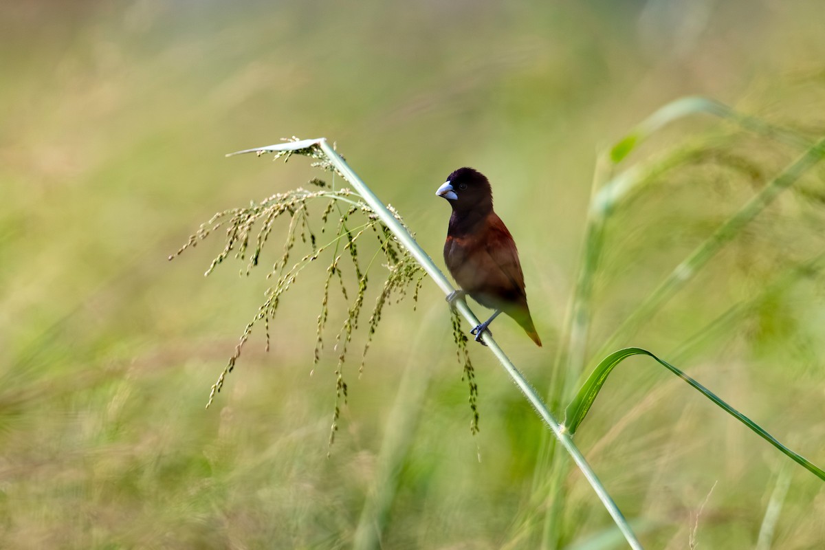 Capucin à tête noire - ML647904282