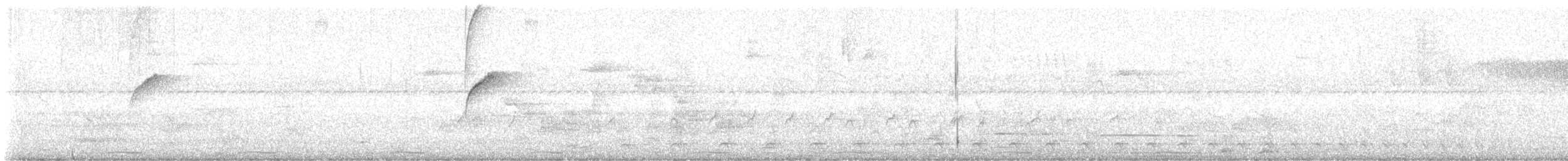 thamnophilidé sp. (batara sp.) - ML647904311