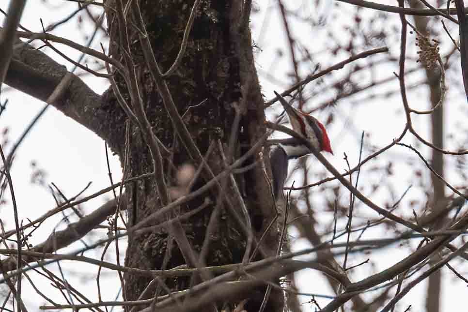 Pileated Woodpecker - ML647904340