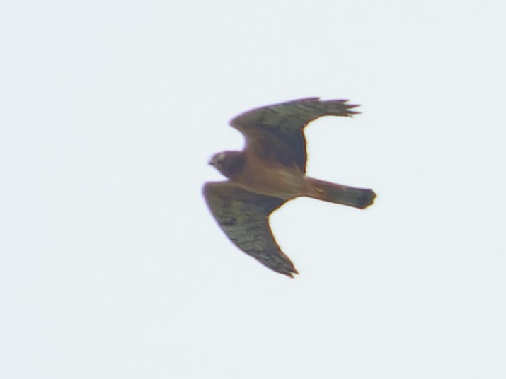 Northern Harrier - ML647904346