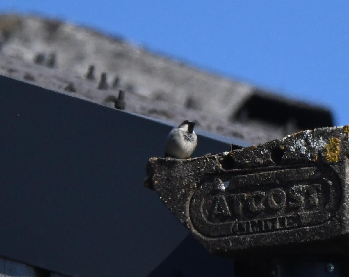 House Sparrow - ML647904351