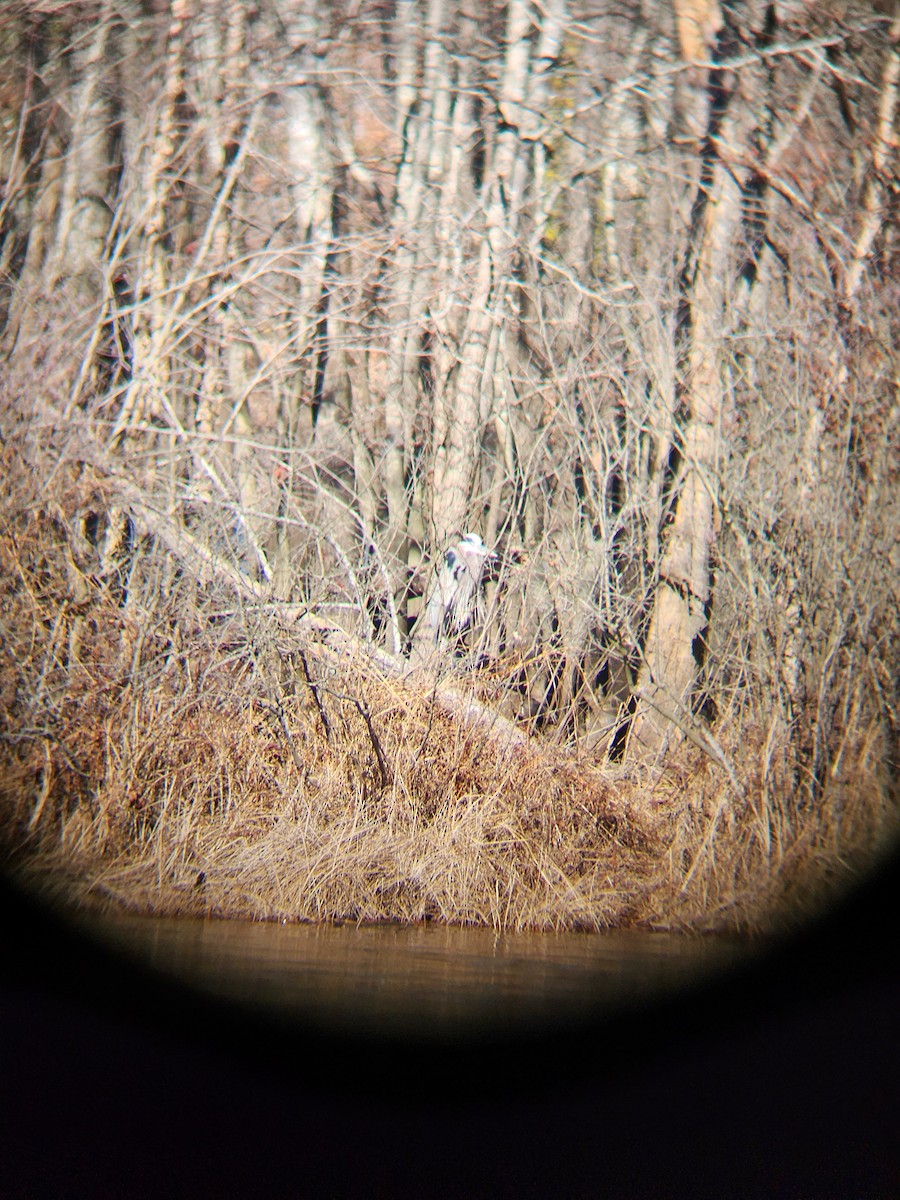 Great Blue Heron - ML647904403