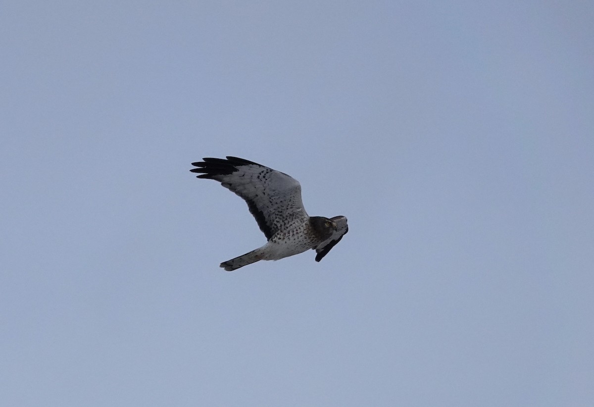 Northern Harrier - ML647904423