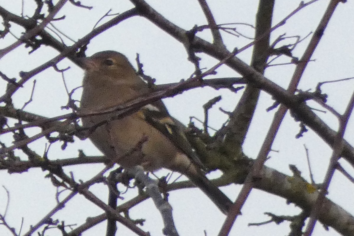 Pinson des arbres - ML647904433