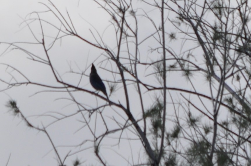 Steller's Jay - ML647904520