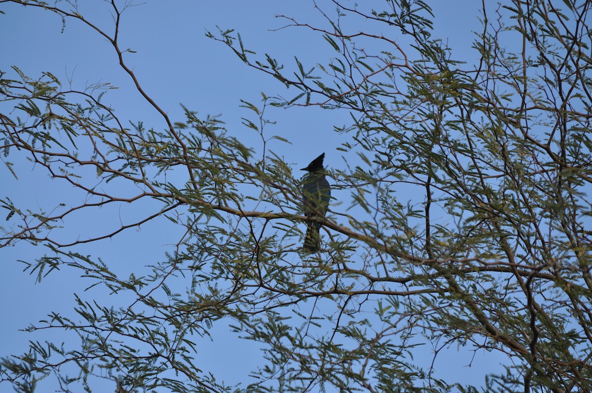 Steller's Jay - ML647904550