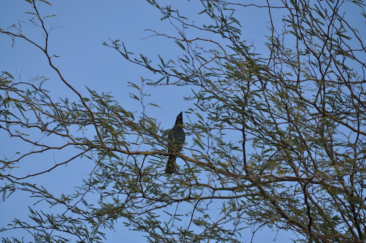 Steller's Jay - ML647904553