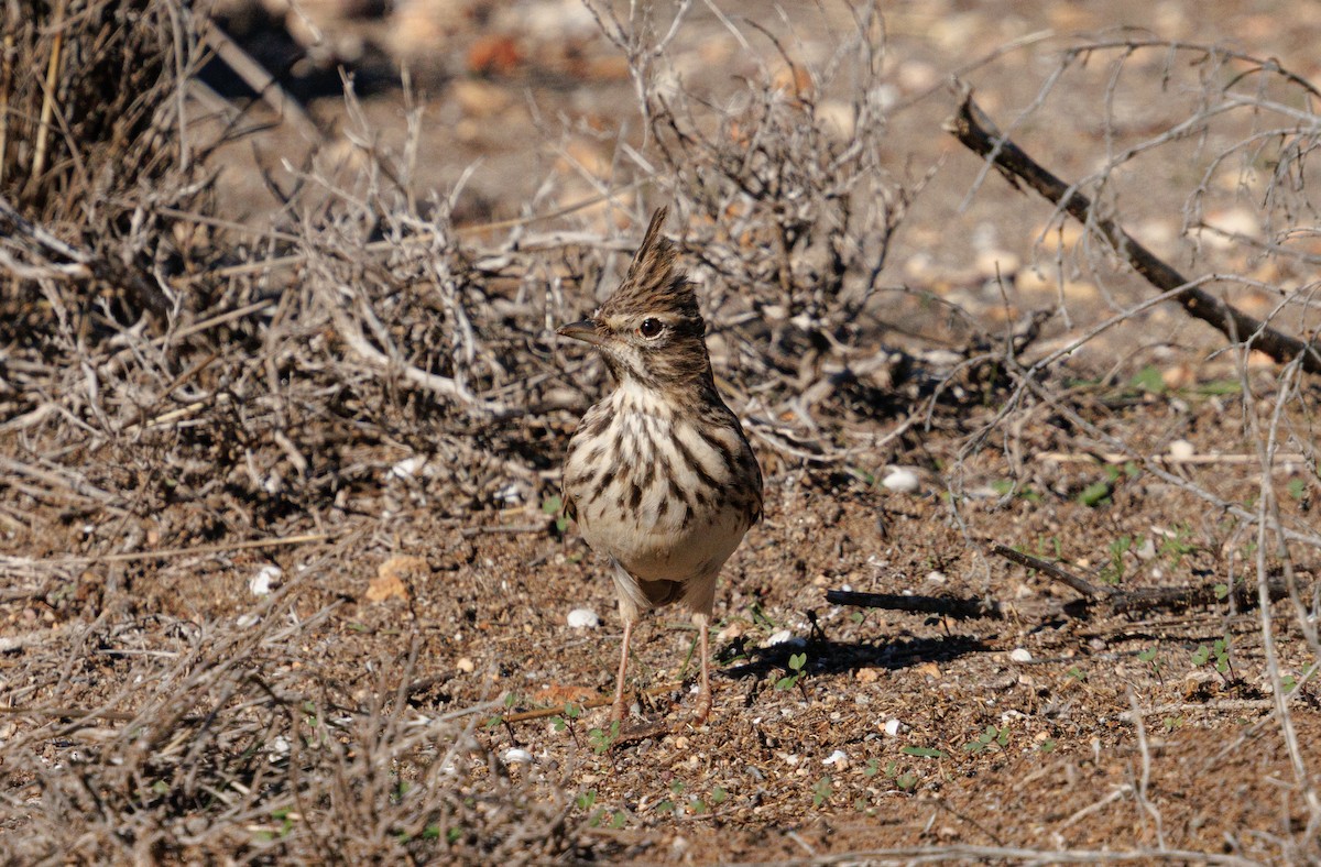 コバシカンムリヒバリ - ML647904590