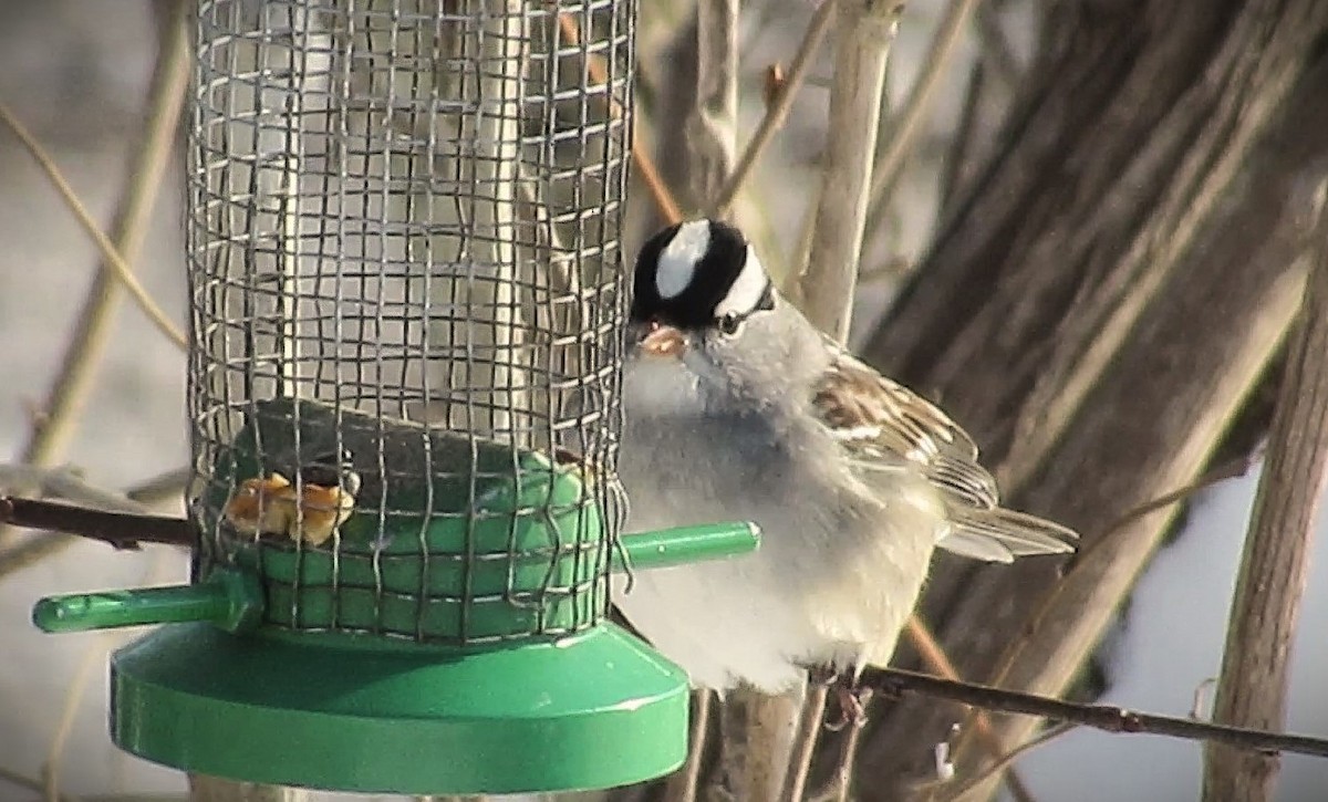 strnadec bělopásý - ML647904654