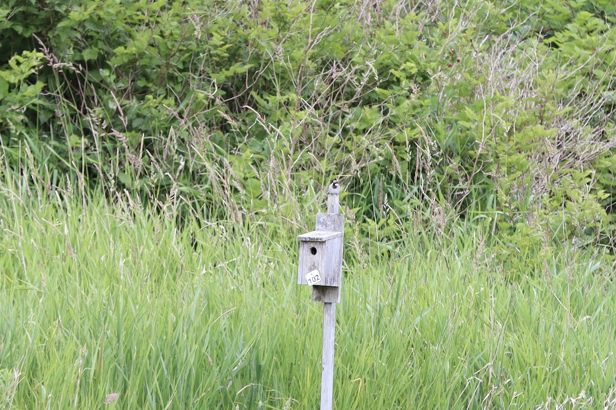 House Sparrow - ML647904655