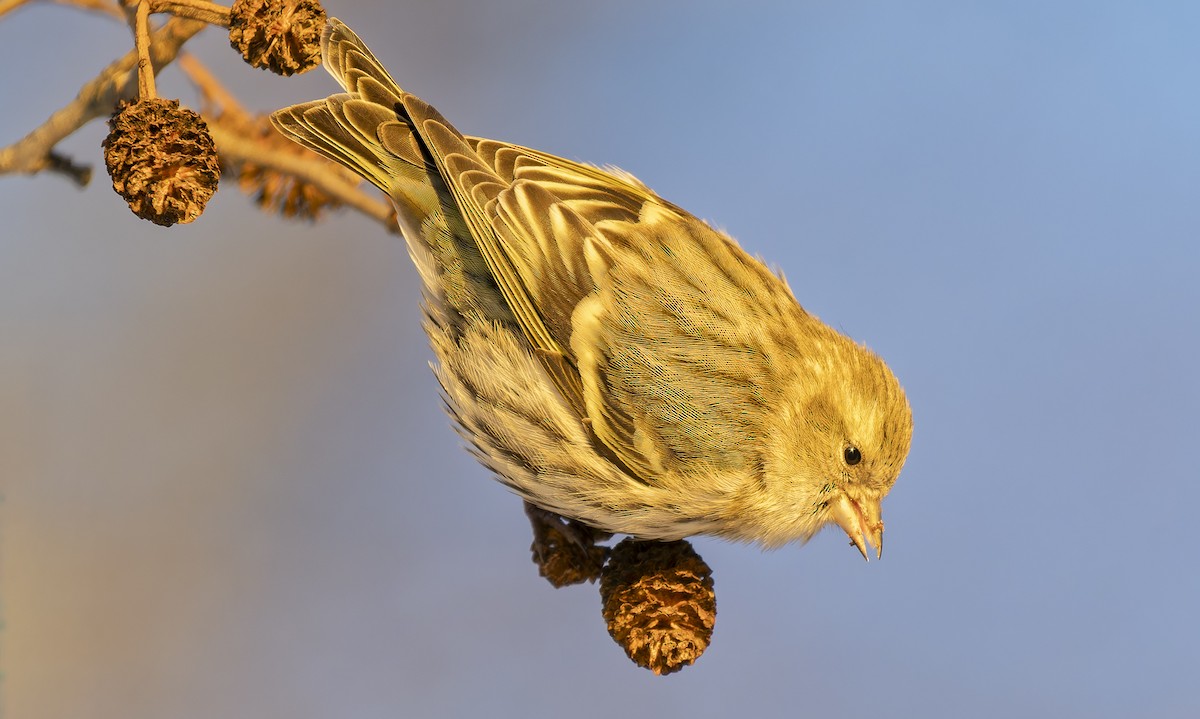 黃雀 - ML647904658