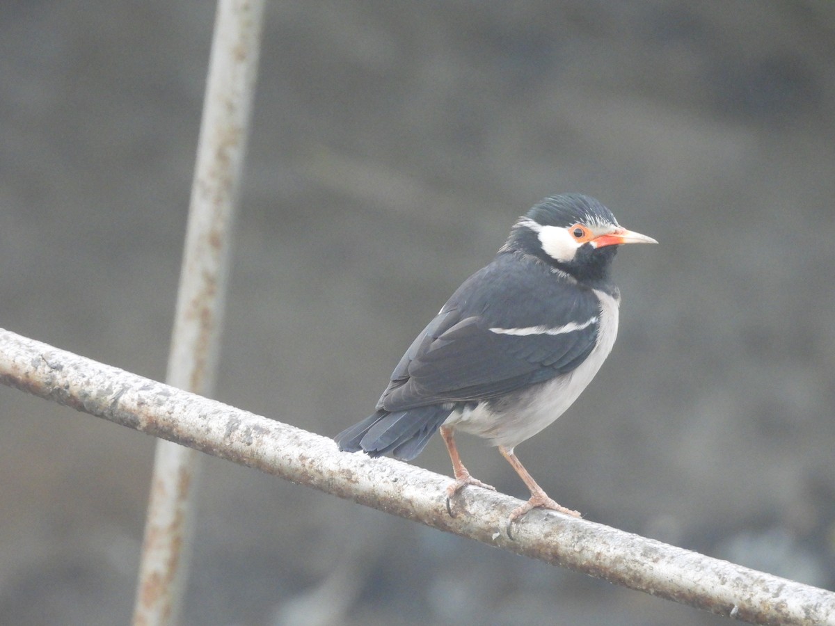 Indian Pied Starling - ML647904678