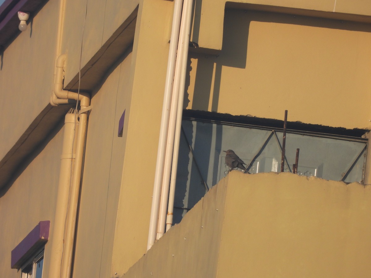 イソヒヨドリ - ML647904685