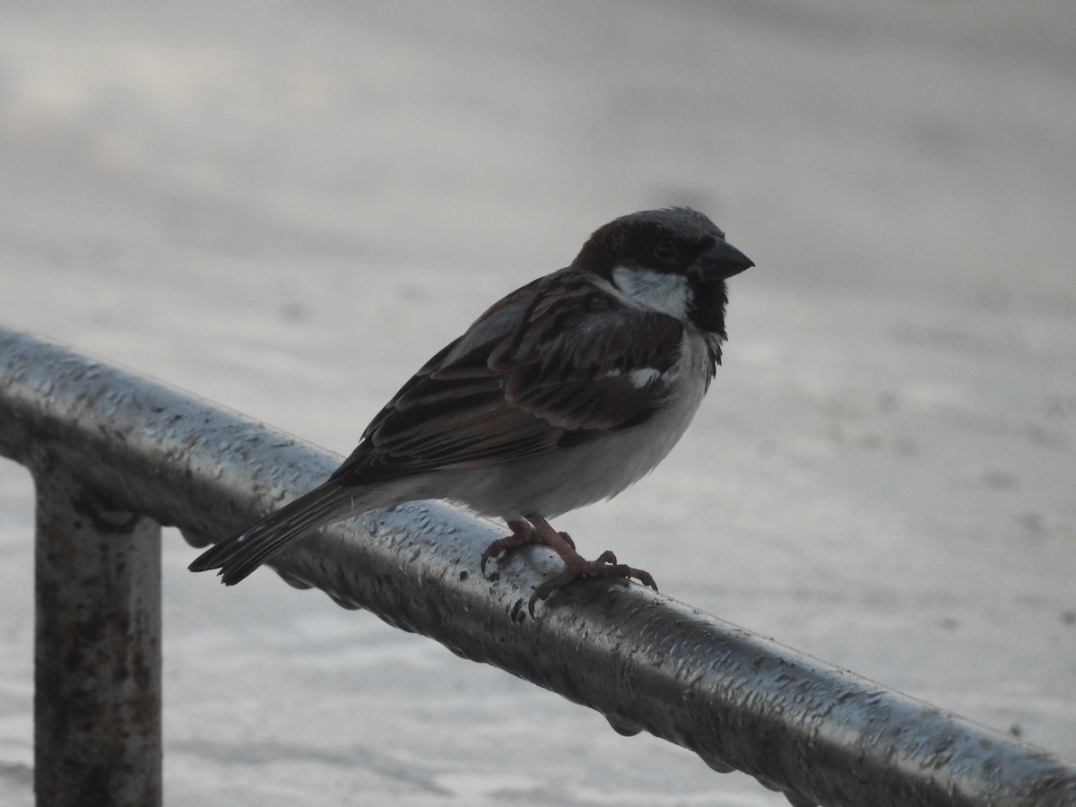 イエスズメ - ML647904691