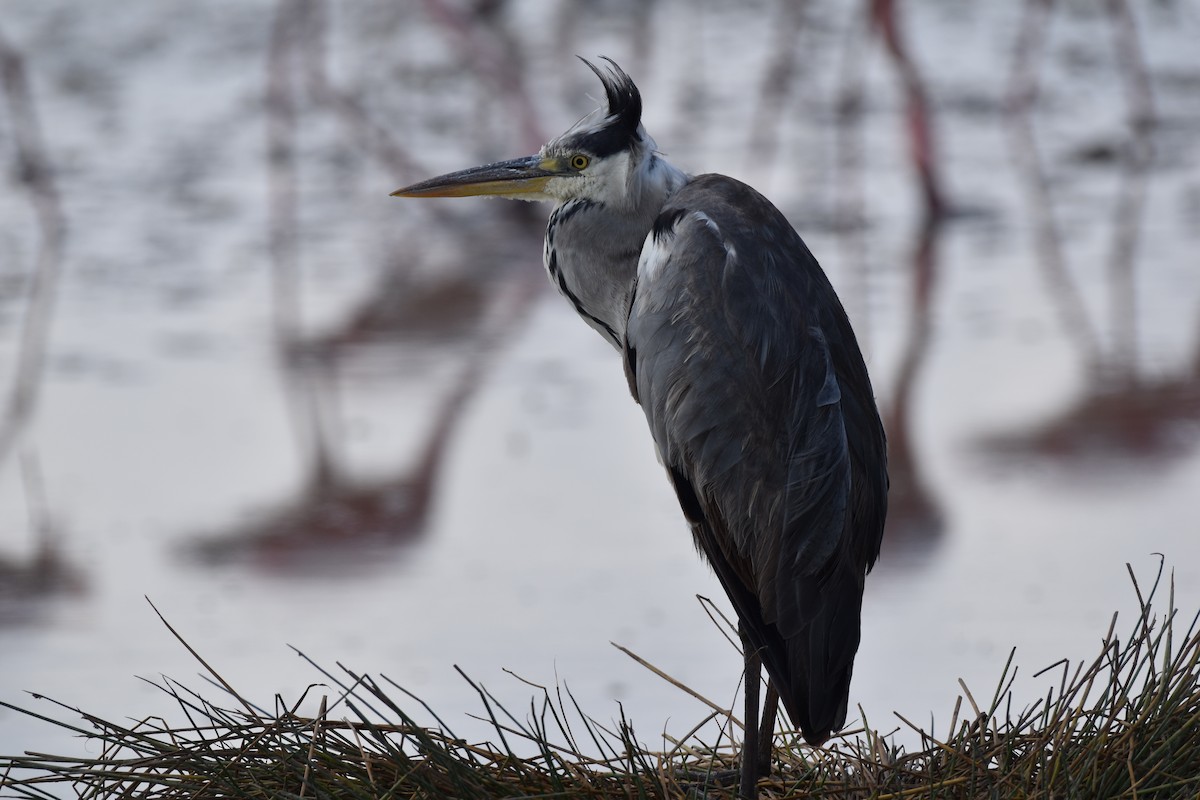 アオサギ - ML647904704