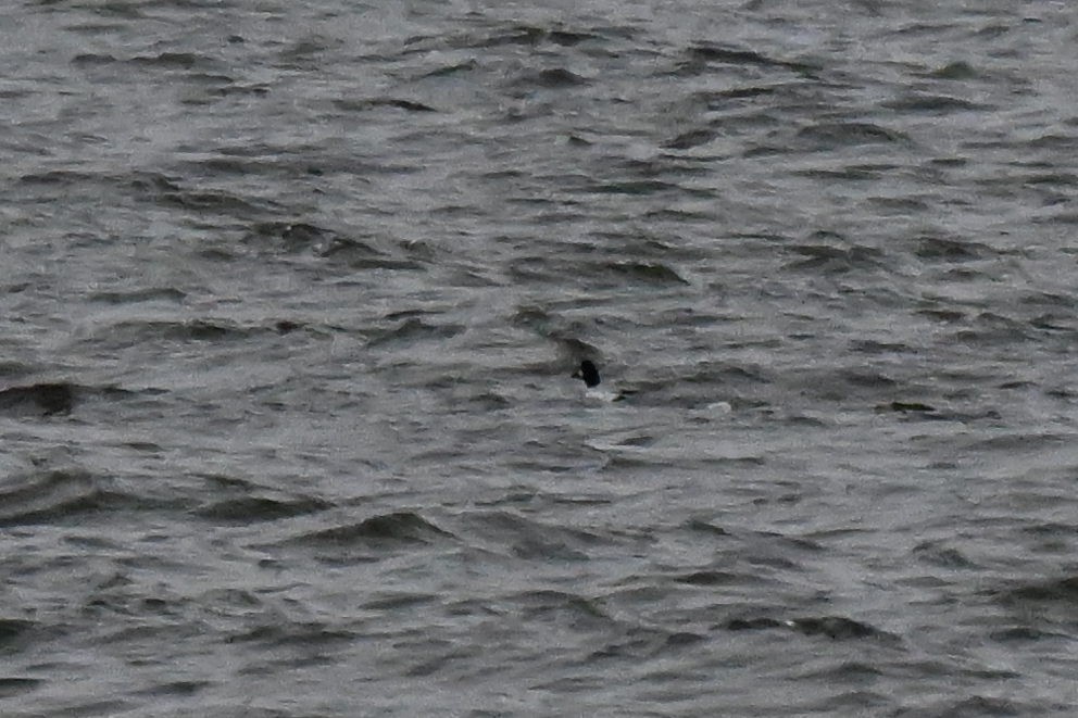 ホオジロガモ - ML647904708