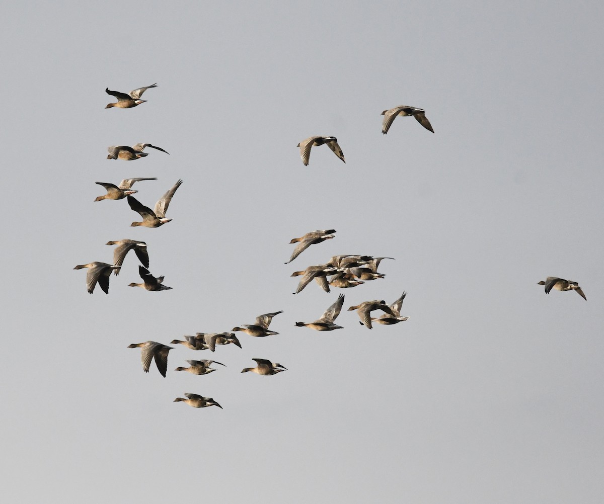 コザクラバシガン - ML647904709