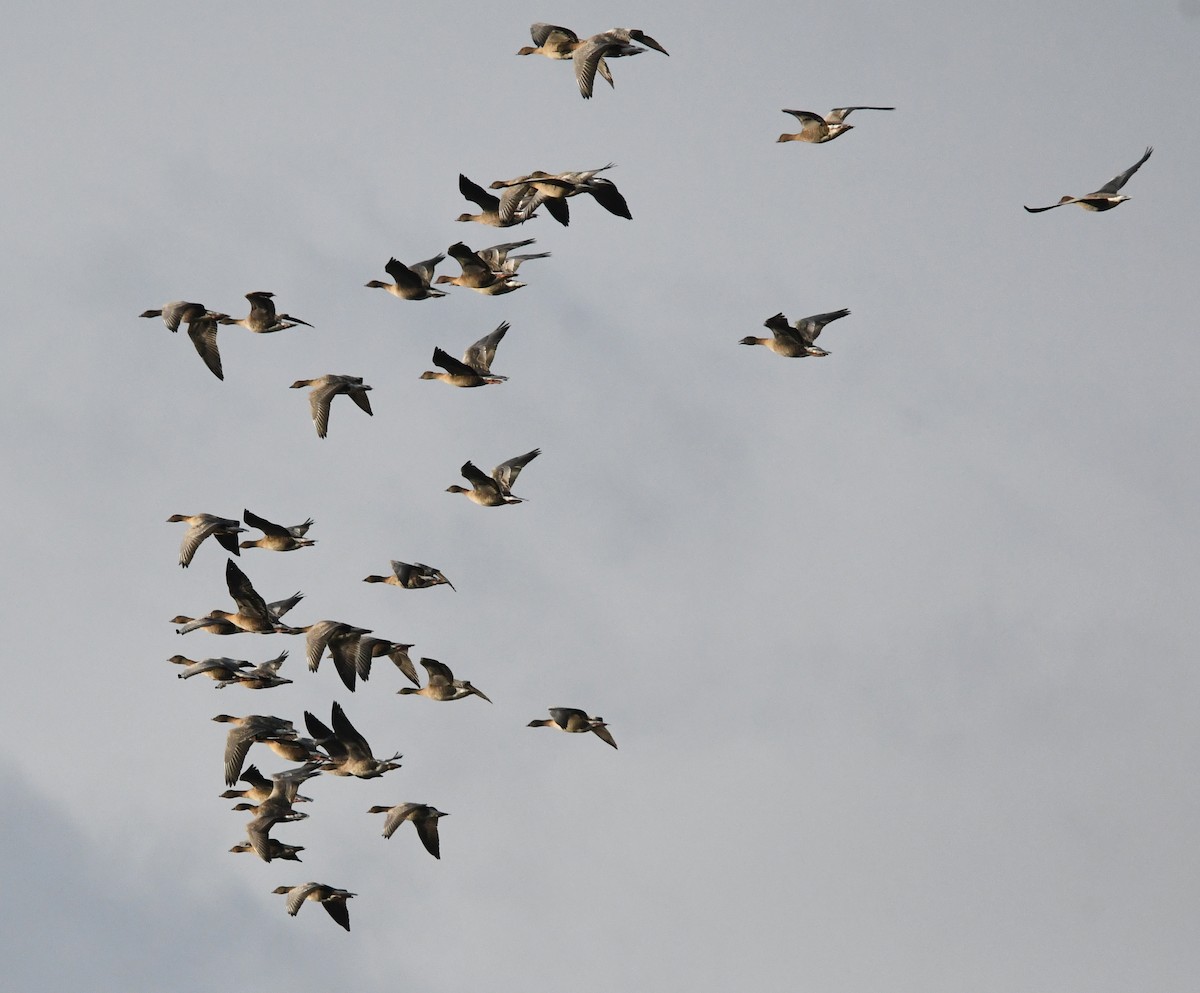 コザクラバシガン - ML647904710