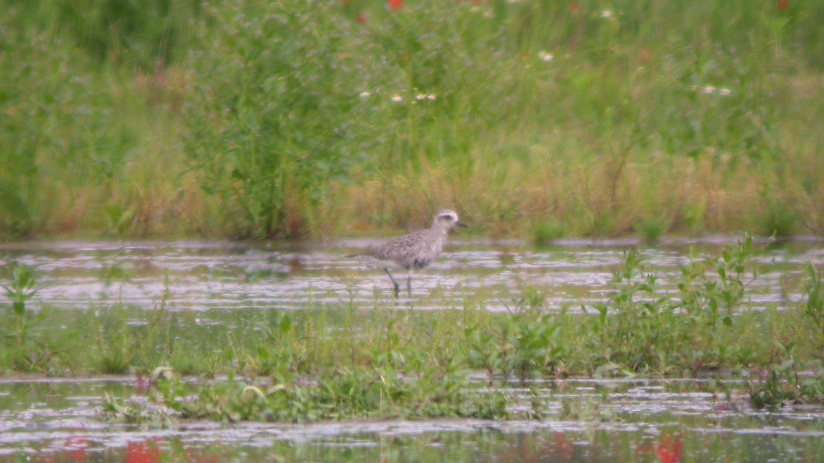 ダイゼン - ML647904711