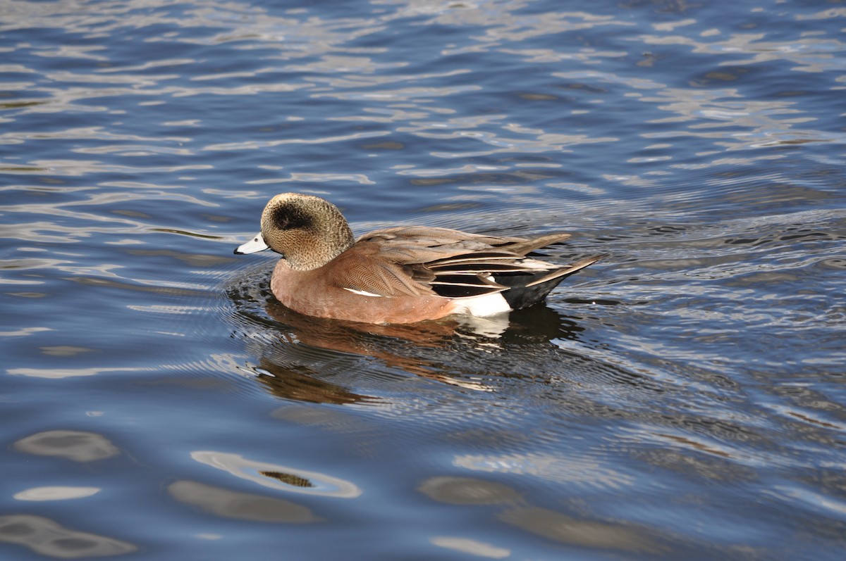 アメリカヒドリ - ML647904712